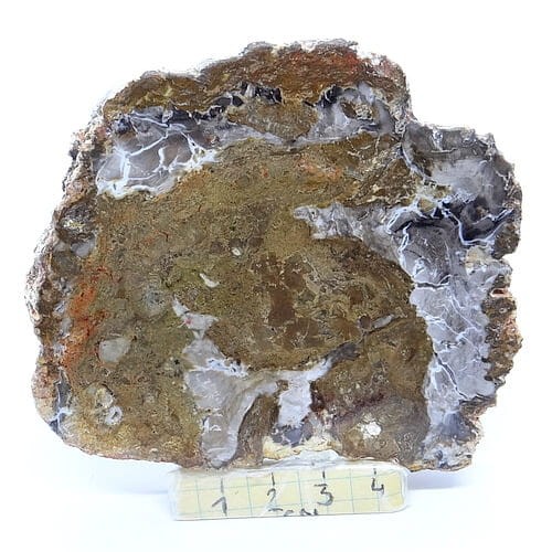 skamieniałe drewno.jpg