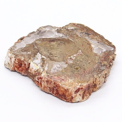 skamieniałe drewno oszlifowany plaster.jpg