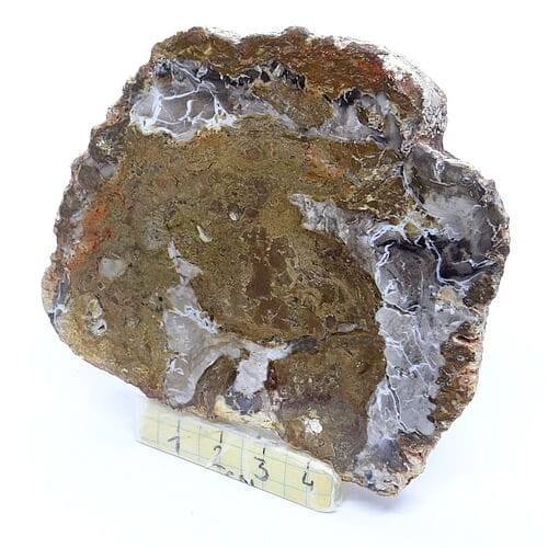 skamieniałe drewno plaster.jpg