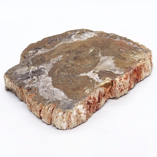 duży plaster skamieniałe drewno.jpg