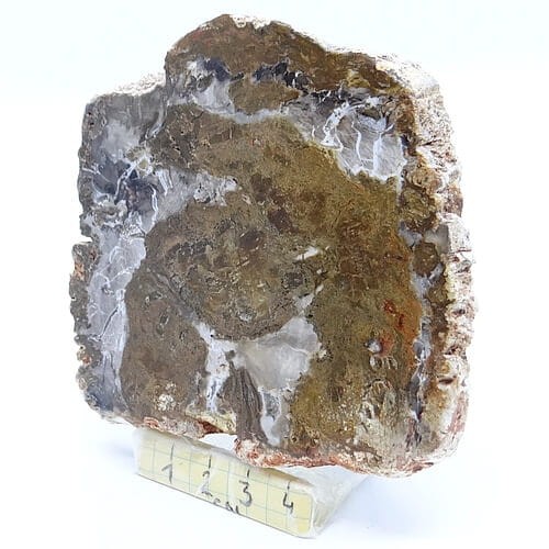 skamieniałe drewno duży plaster.jpg