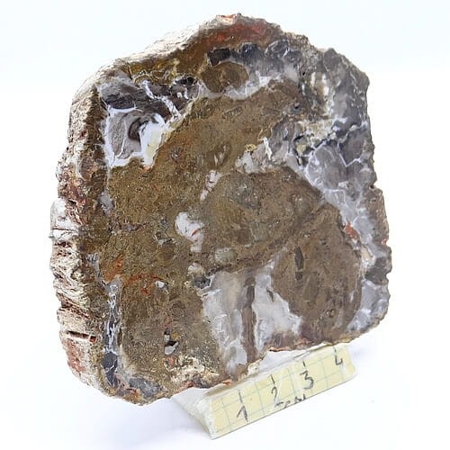 skamieniałe drewno oszlifowany plaster.jpg