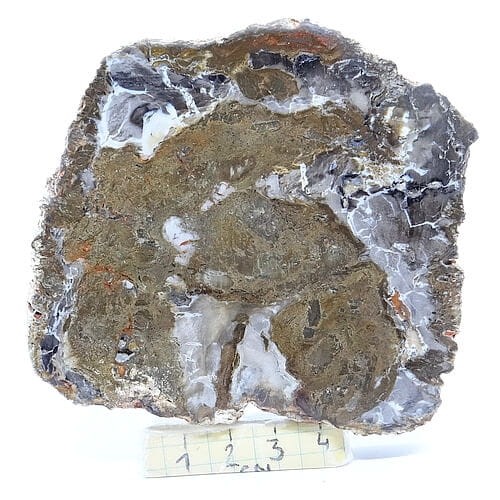 skamieniałe drewno plaster.jpg