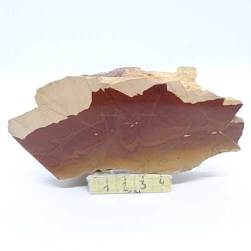 pseudojaspis duży plaster.jpg
