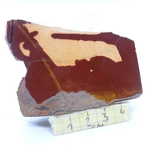 pseudojaspis plaster.jpg
