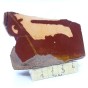 pseudojaspis plaster.jpg