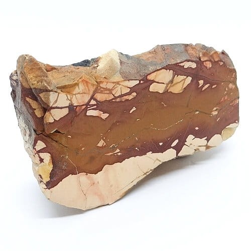 pseudojaspis duży zgład.jpg