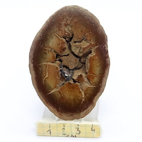 septaria zgład.jpg