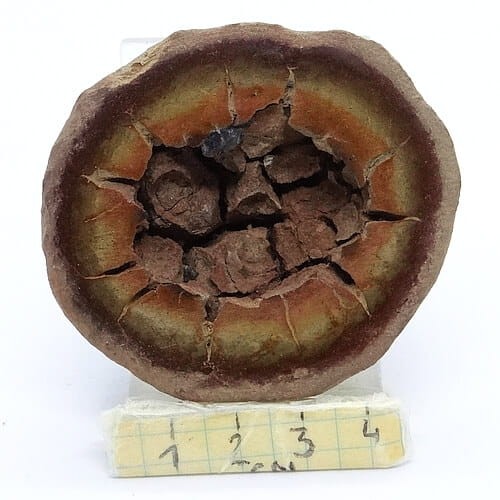 septaria zgład.jpg