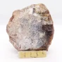 naturalne skamieniałe drzewo.webp