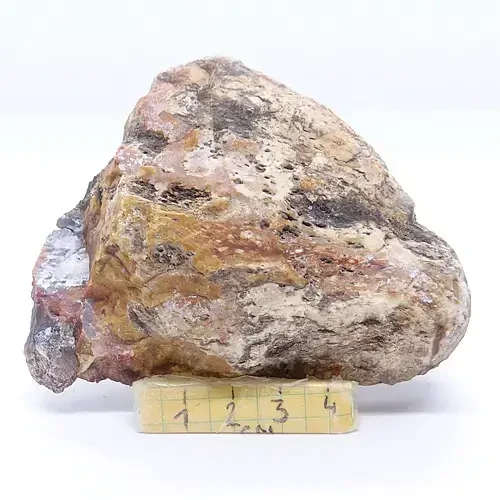naturalne skamieniałe drewno.webp