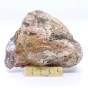 naturalne skamieniałe drewno.webp