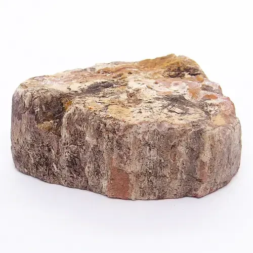 naturalne skamieniałe drzewo.webp