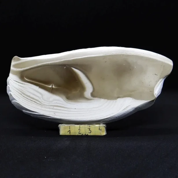krzemień pasiasty plaster.webp