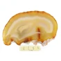agat plaster.webp