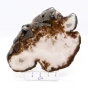 agat plaster.webp