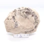 naturalny amonit.webp