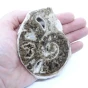 naturalny amonit z Maroka.webp