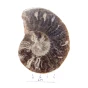 amonit.webp
