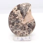 naturalny amonit.webp