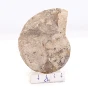naturalny amonit.webp